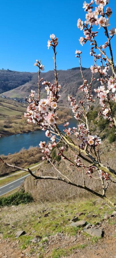 Ferienhaus Kaliva Zell an der Mosel Ngoại thất bức ảnh